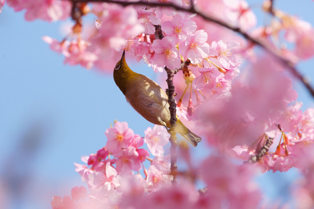 河津桜とメジロさん #メジロ#