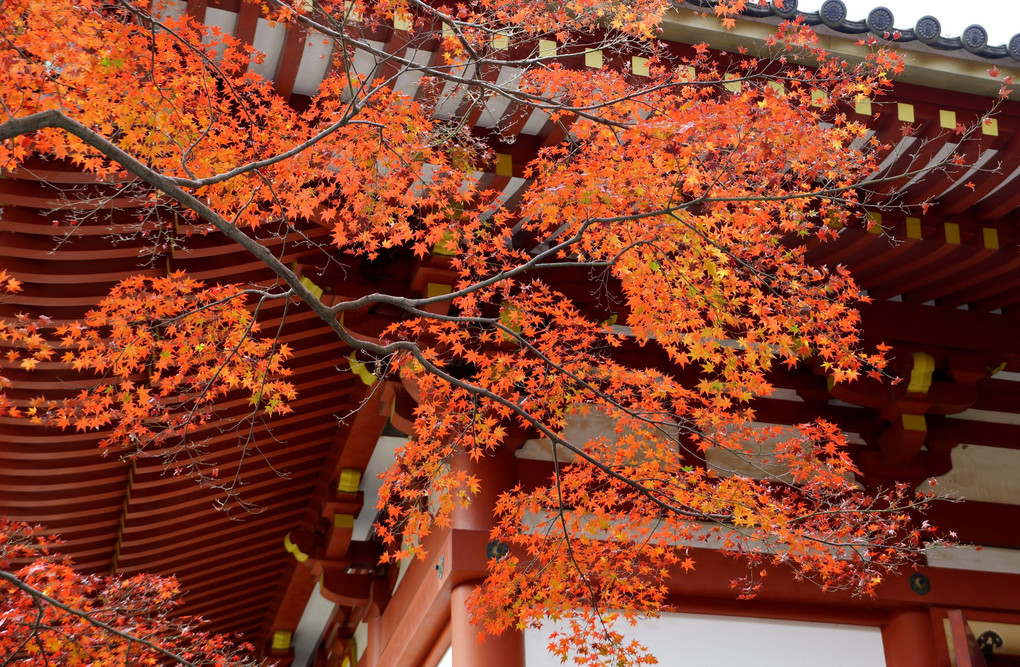 大阪　久安寺の紅葉