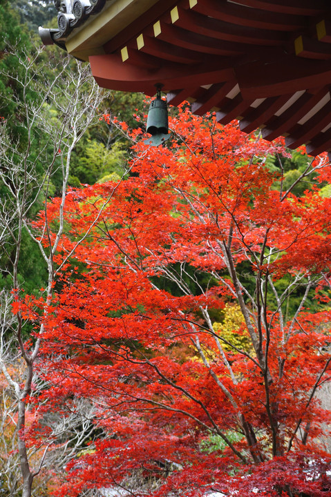 大阪　久安寺の紅葉