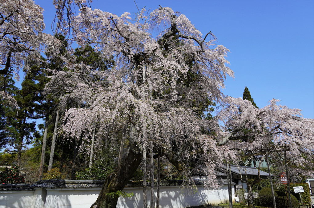 醍醐寺桜満開