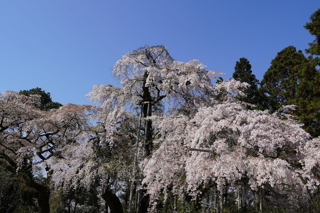 醍醐寺桜満開
