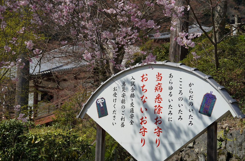 桂昌院枝垂れ桜