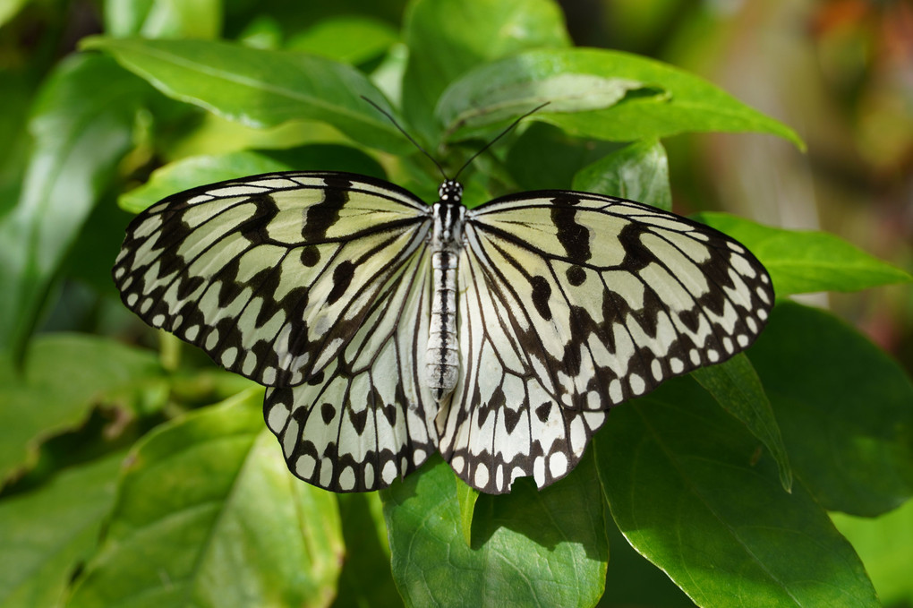 温室の南方系の蝶たち