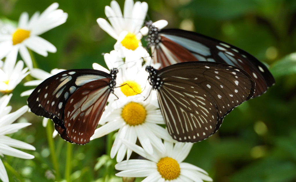温室の南方系の蝶たち