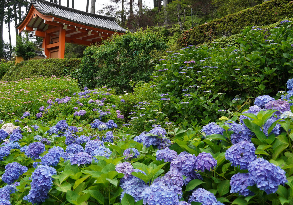 あじさい寺　三室戸寺