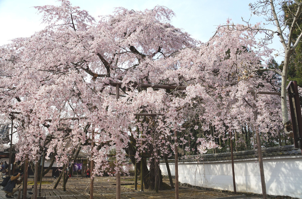 世界文化遺産　醍醐寺の桜が見頃になりました。