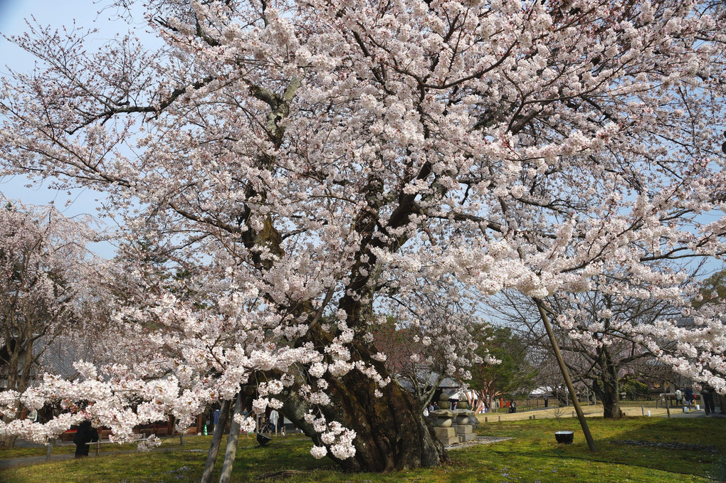 世界文化遺産　醍醐寺の桜が見頃になりました。