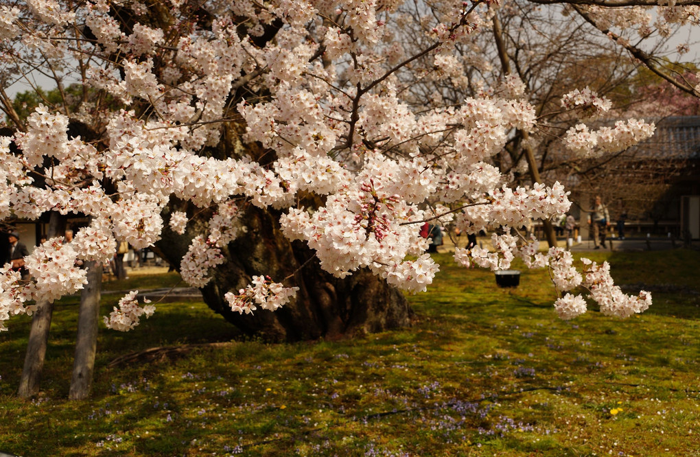 世界文化遺産　醍醐寺の桜が見頃になりました。