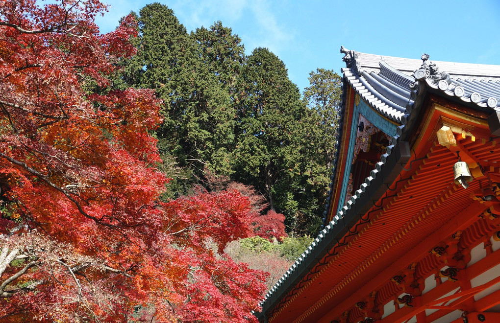 紅葉真っ盛り