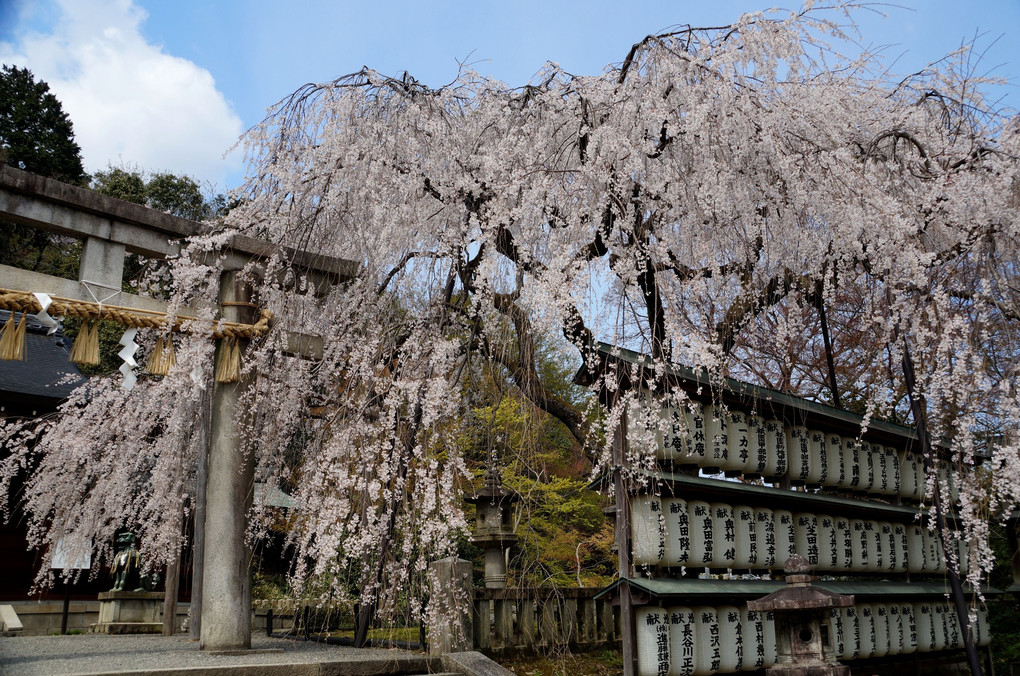 京の桜めぐり