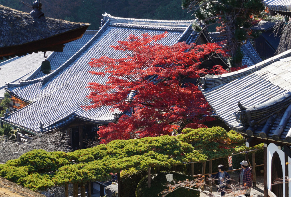 京都西山　善峯寺の紅葉