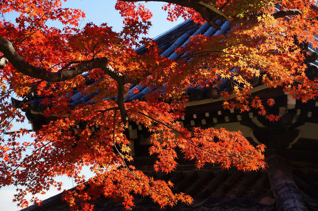 京都西山　善峯寺の紅葉