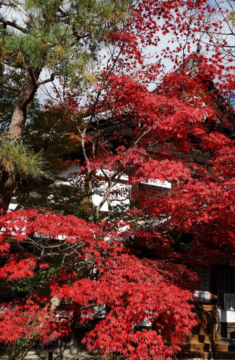 京都嵐山清凉寺の秋