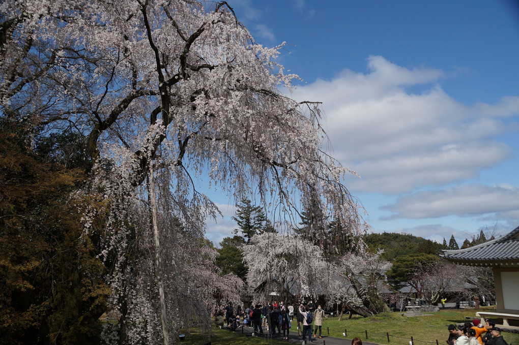 醍醐寺の春