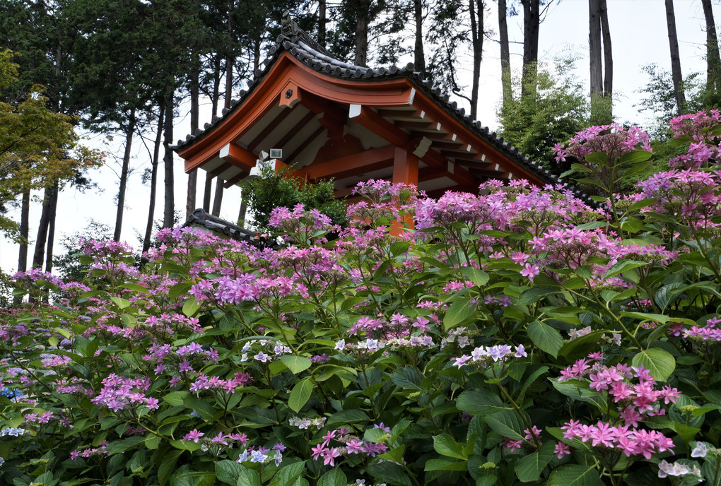京の紫陽花寺