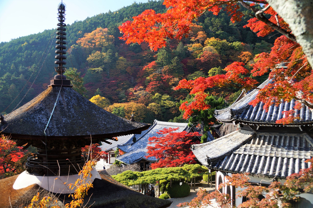 京都　善峯寺の紅葉　1