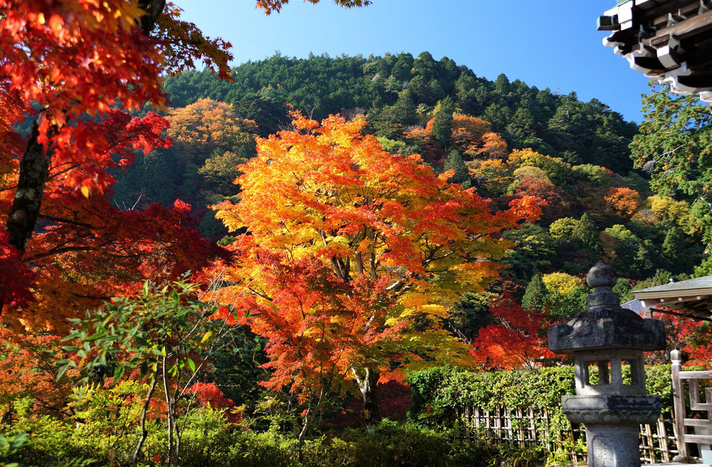 京都西山　善峯寺の紅葉　3