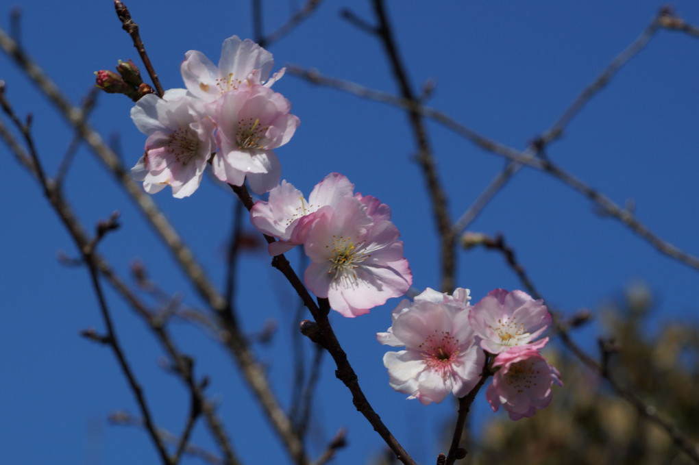 もみじと四季桜