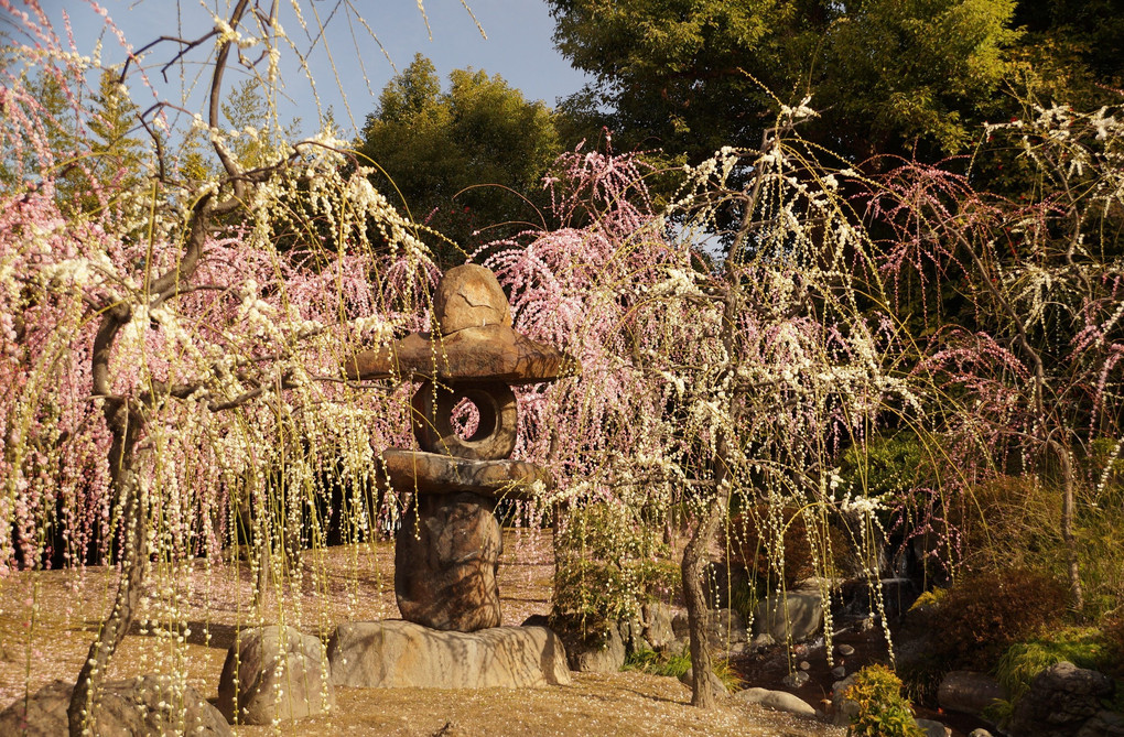 京都城南宮神苑の春