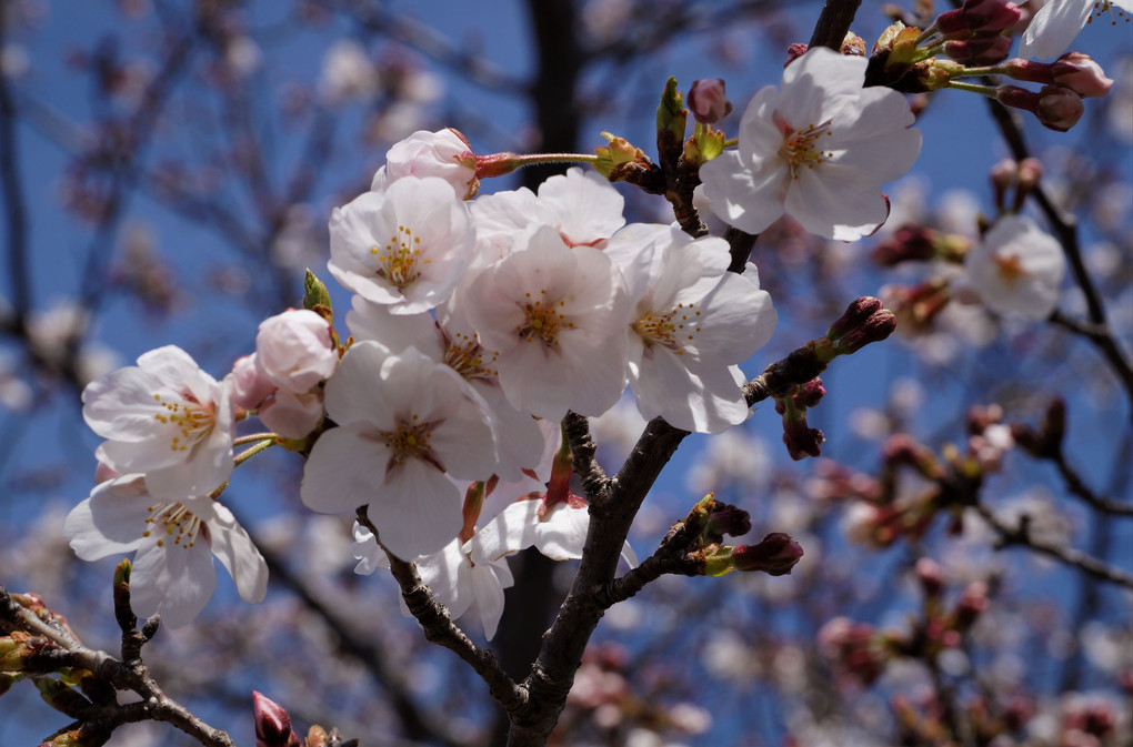 万博公園の桜まつり