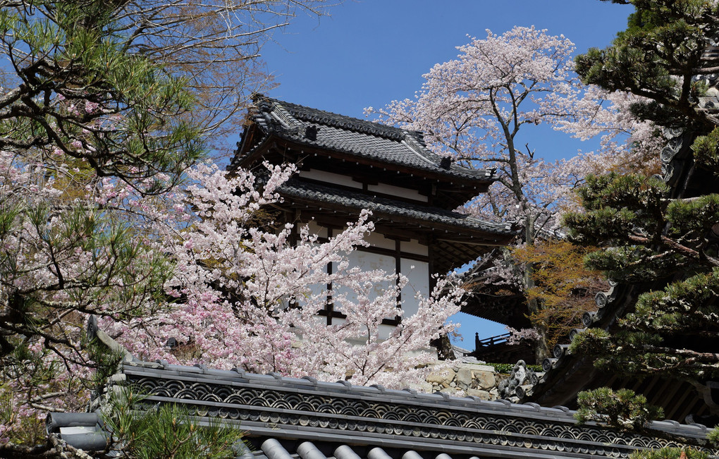 湖西　西教寺の満開桜