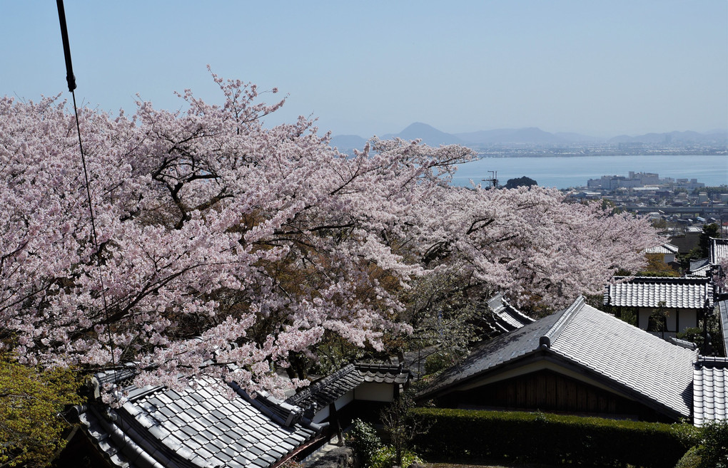 湖西　西教寺の満開桜