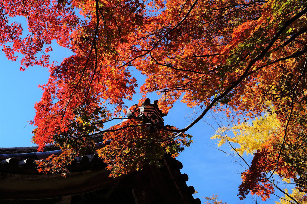 湖西　西教寺の秋