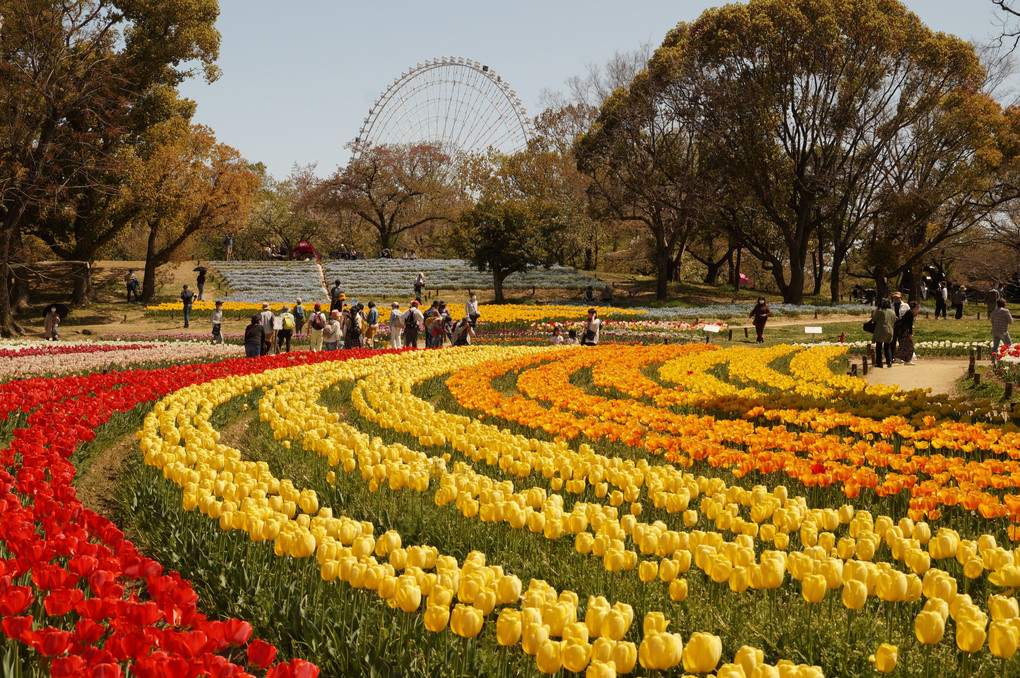 万博公園チュウリップ祭り