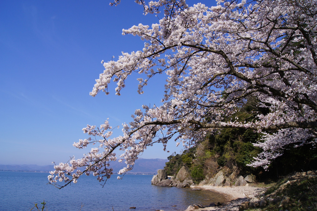 海津大崎の桜