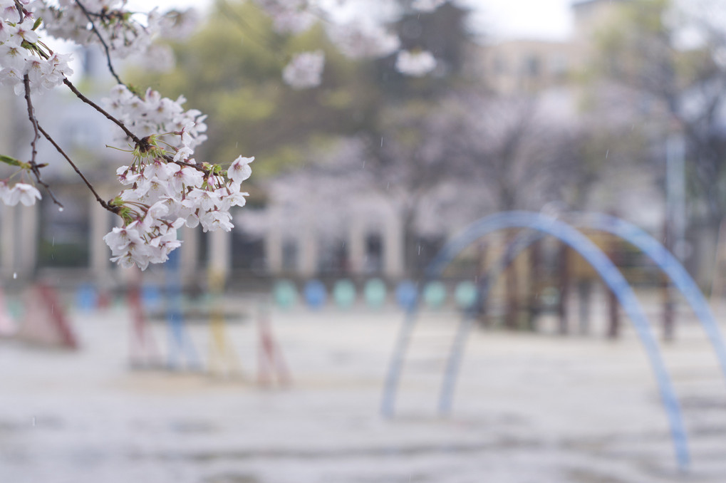 雨の桜