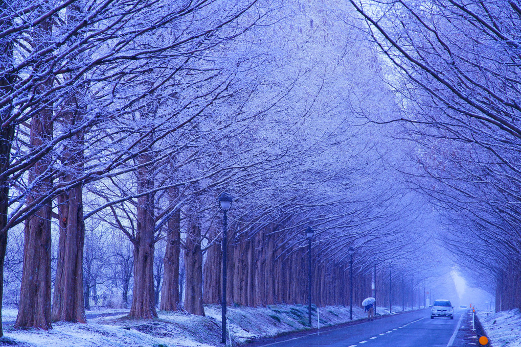メタセコイア並木　-冬-