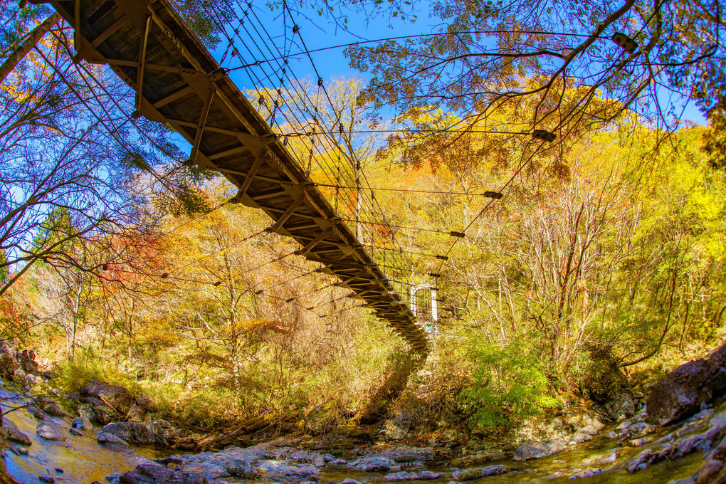 秋を渡る　－シオカラ谷吊り橋－