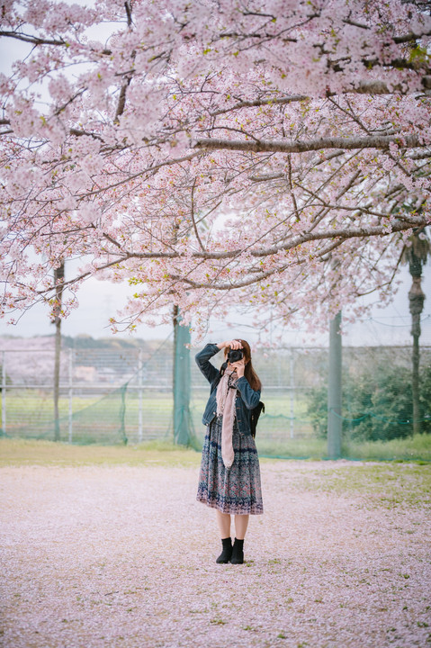 桜の花の散るころに