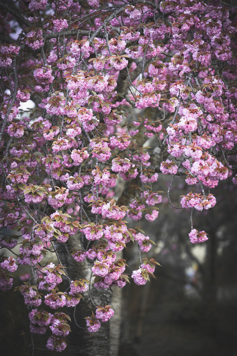 八重桜のころ