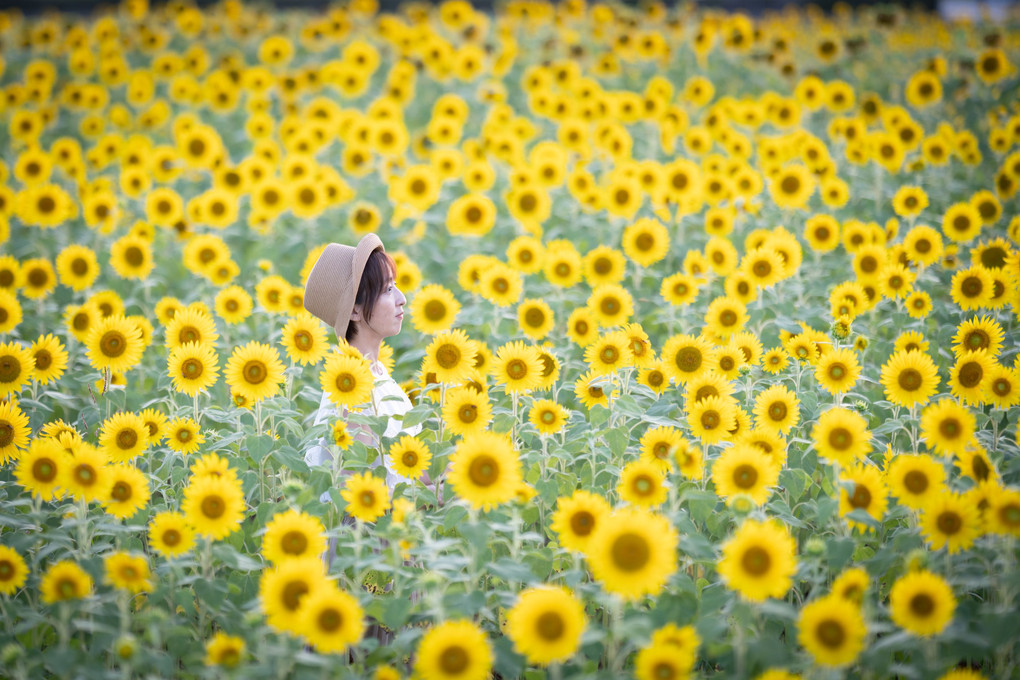 夏のお嬢さんⅢ