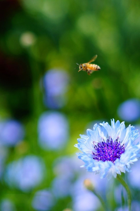 働き者のハチ　Bee