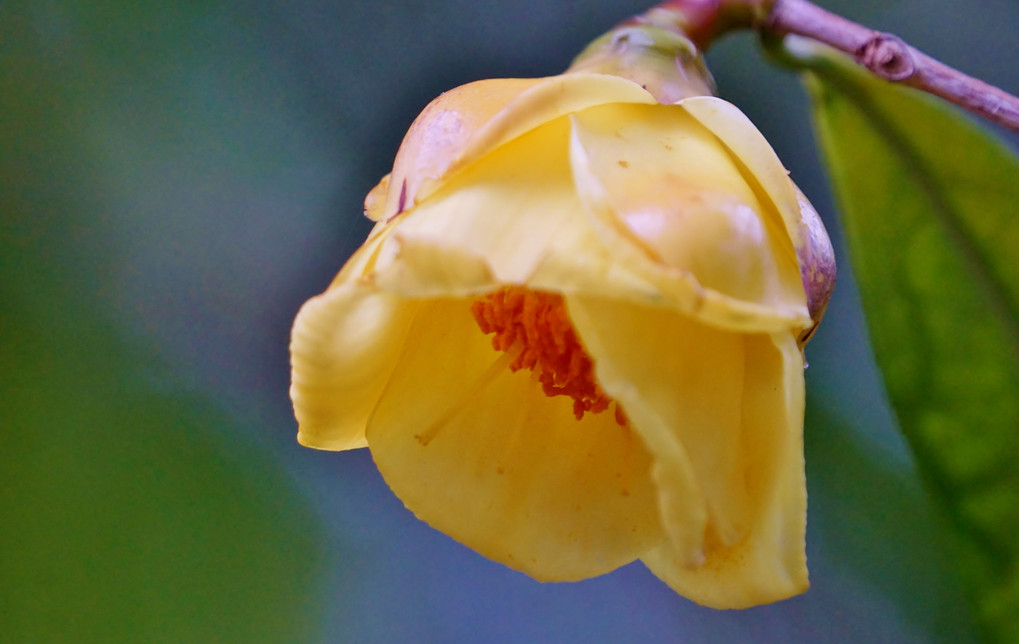 黄色い椿（金茶花）