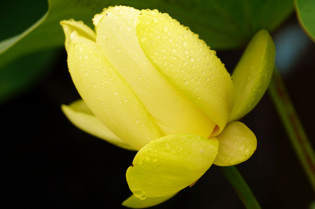 黄色い花蓮