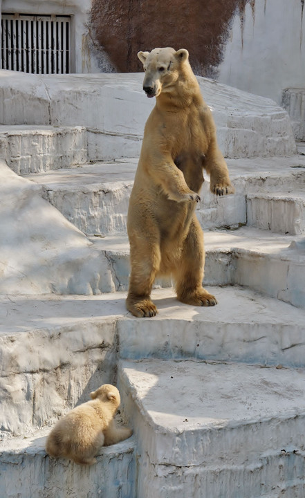 小熊を気遣う親シロクマ