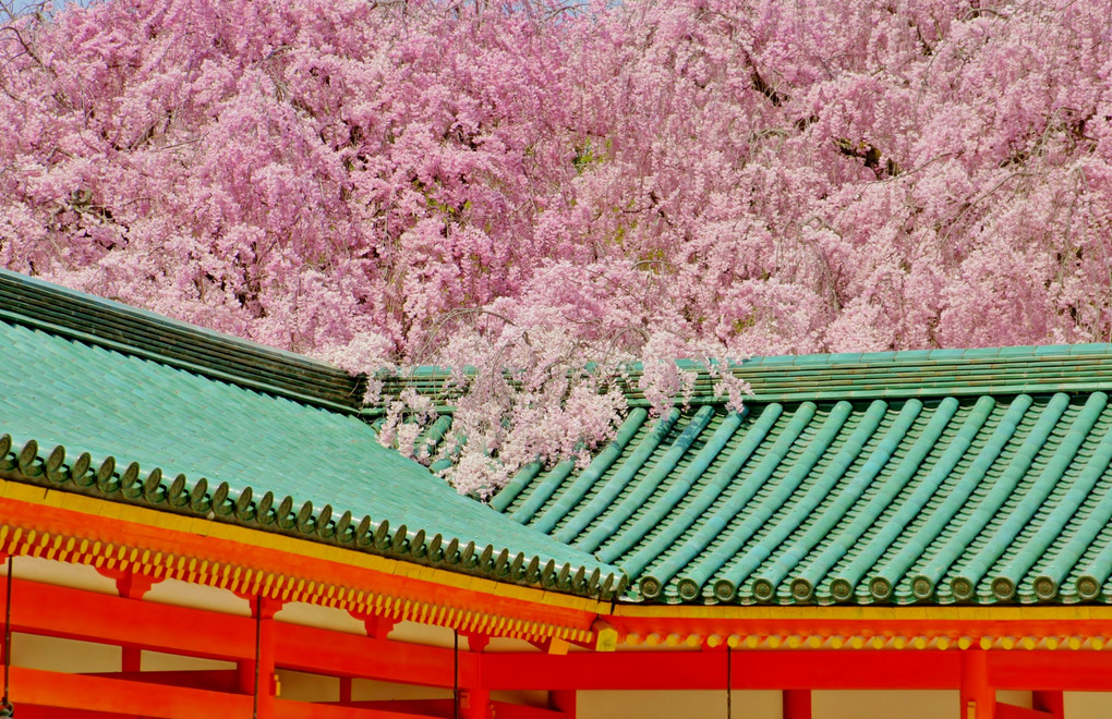 平安神宮紅しだれ桜