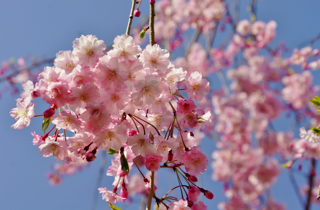 垂れ八重桜