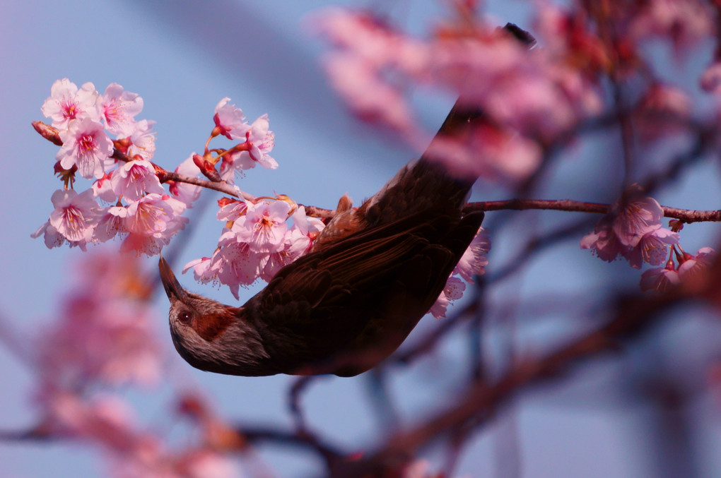 皇子山の早咲桜