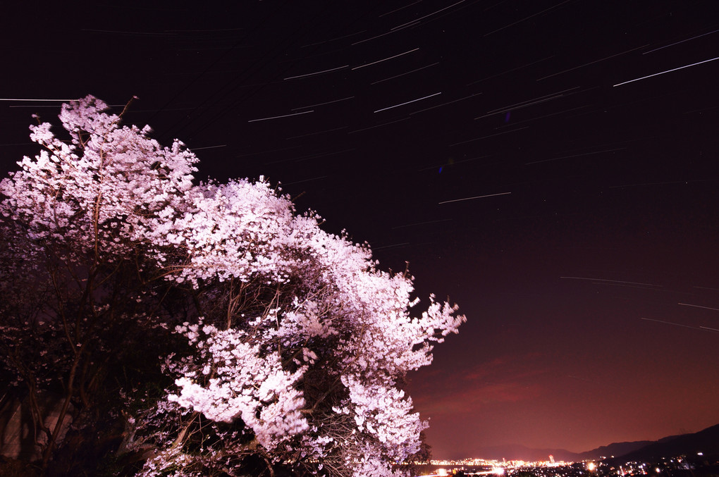 夜桜2014