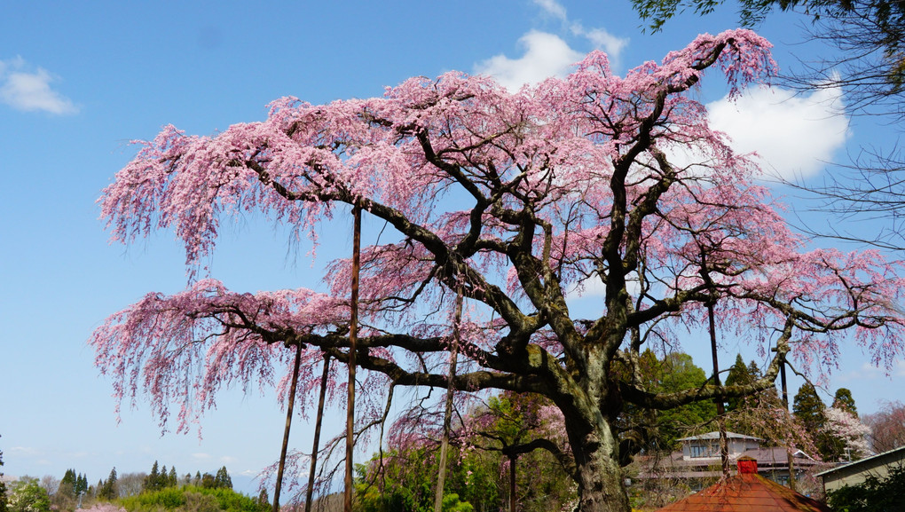 三春の地蔵桜