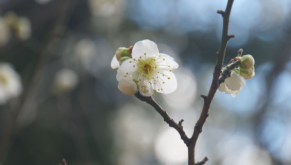 梅の香り-3 月影