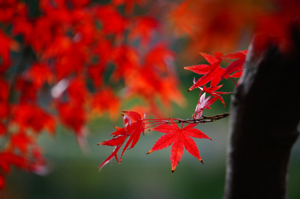 千葉公園の紅葉