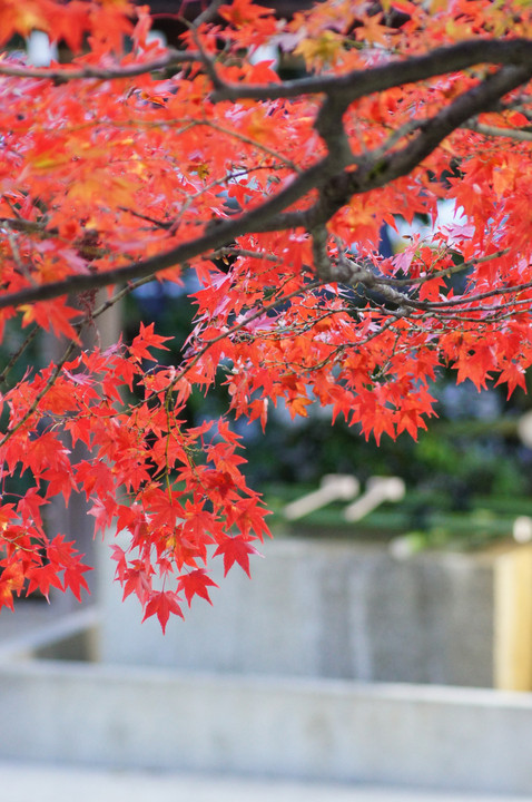 紅葉　宗忠神社