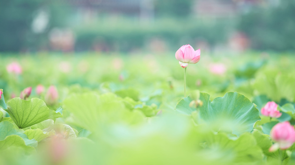 極楽浄土に咲く花