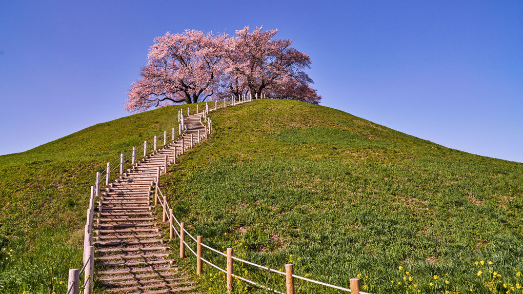 観桜