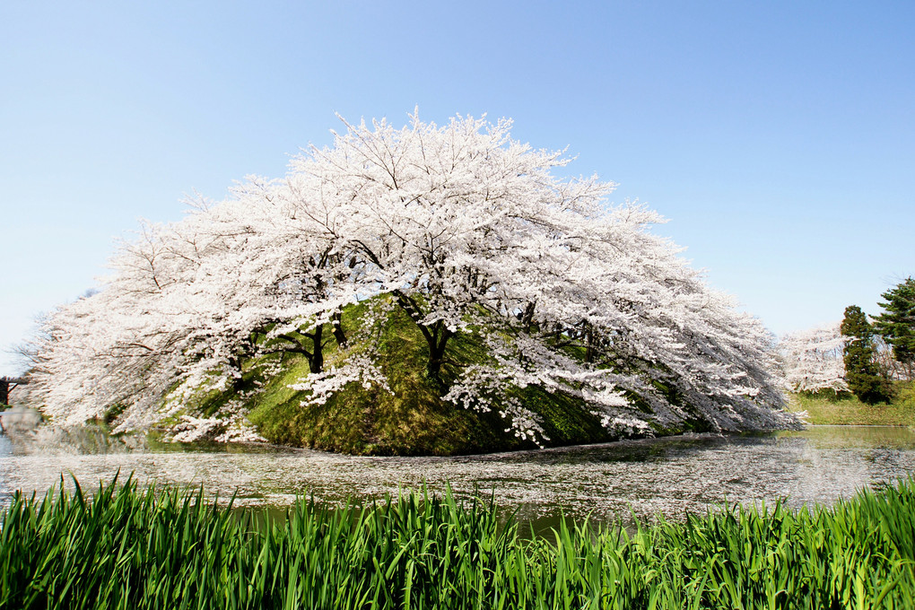 桜の島